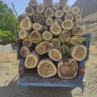 خرید چوب|خدمات باغبانی و درختکاری|شاهرود, |دیوار