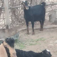بز  ابستن