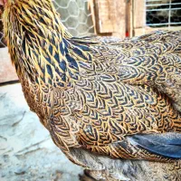 مولد برهمای غولپیکر پاتریچ کیفیت وارداتی