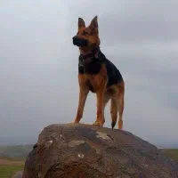 ژرمن سگ ژرمن وورک .زنده یاب .