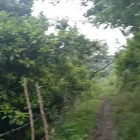 ۱۱.۰۰۰مترزمین۷۰متربناویوبینظیرلاهیجان اطاقور.تعاتر|فروش خانه و ویلا|لاهیجان, لیل|دیوار