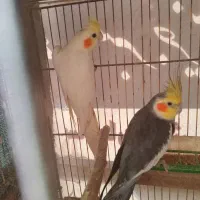 طوطی عروس|پرنده|سنگر, |دیوار