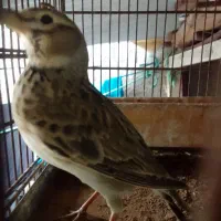 سهره خاکی|پرنده|اسالم, |دیوار