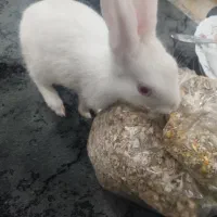 خرگوش|موش و خرگوش|یزد, |دیوار