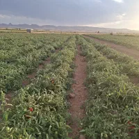 کارگر برا گوجه چیدن