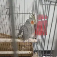 یک عدد کوتله برزیلی و عروس هلندی|پرنده|شریفآباد, |دیوار