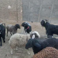 بره وبزغاله یجایی۲۵ تا|حیوانات مزرعه|قم, قلعه صدری|دیوار