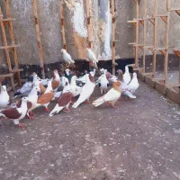 کفتر|پرنده|مشهد, شهرک امام سجاد|دیوار