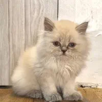 دوعدد گربه هیمالین نروماده،یه اسکاتیش نر