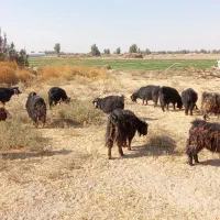 بزماده|حیوانات مزرعه|هیرمند, |دیوار