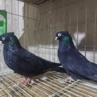 زاغ طوقی کله سیاه دم سفید