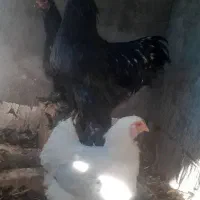 مرغ وخروس|حیوانات مزرعه|مبارکه, |دیوار