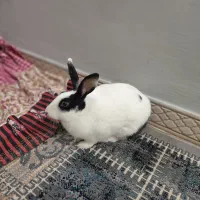 فروش خرگوش 1 ساله