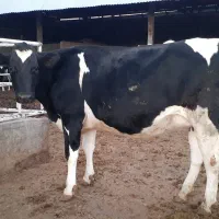 گاو هلشتاین اصیل|حیوانات مزرعه|چگنی, |دیوار