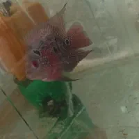 ماهی قرمز|ماهی|برخوار, |دیوار