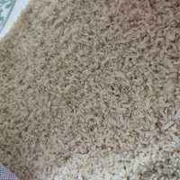 برنج نیم دونه درجه یک|خوردنی و آشامیدنی|قم, لسانی|دیوار