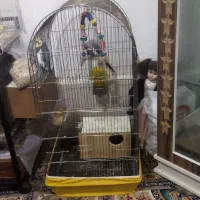 عروس هلندی|پرنده|سبزوار, شرق کال شمالی|دیوار