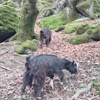 دوعدد بز نر و ماده ۶ماهه علفخوار زبر وزرنگ‌گوسفند