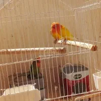 دو جفت طوطی برزیلی درجه یک با تخفیف|پرنده|سرپل ذهاب, |دیوار
