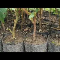 نهال کیوی تلخ به صورت کلی و جزیی