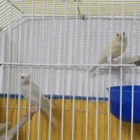 دوجفت قناری