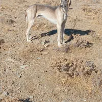 تازی|سگ|گل تپه, |دیوار