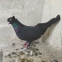صرب نر آبدانی ماده