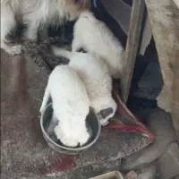 واگذاری توله شیتزو