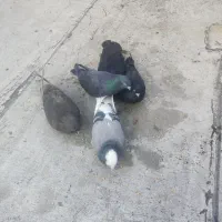 کبوترای قطعه دار