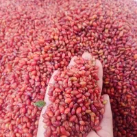 زرشک محلی