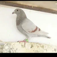 کبوتربلبل|پرنده|شیراز, آزادی|دیوار