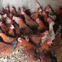 خروس|حیوانات مزرعه|صحنه, |دیوار