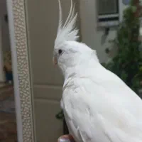 عروس هنلدی آلبینیو چشم شرابی|پرنده|لنگرود, |دیوار