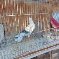 کبوتر دمگیر دستگردی