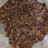 گردوی ایرانی اصیل پر چرب مقوی|خوردنی و آشامیدنی|فاروج, |دیوار