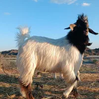 گوسفند تروشت