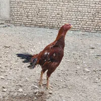 مرغ و خروس لاری