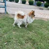 سگ ۳ساله|سگ|اهواز, سپیدار|دیوار