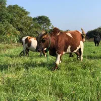 ورزا کوله تن دار