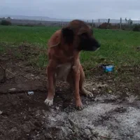 مادهطلا|سگ|اصلاندوز, |دیوار