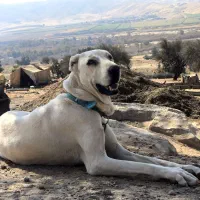 ماده سگ خراسانی ۲۰ماهه|سگ|نورآباد ممسنی, |دیوار