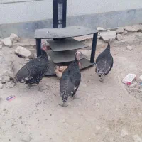 فروش یه عدد خروس و چهارتا بوقلمون|حیوانات مزرعه|ایذه, |دیوار