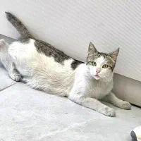 واگذاری گربه ماده