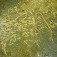 آش رشته و سوپ جوتازه و خوشمزه، پخت روز در معلم