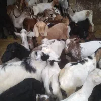 کهره نر و بز با قصابی خود بندرعباس|حیوانات مزرعه|بندرعباس, |دیوار