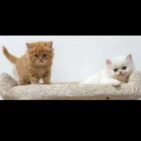 مجموعه بچه گربهای عروسکی بازدید حضوری