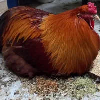 خروس چهل تاج خوشرنگ