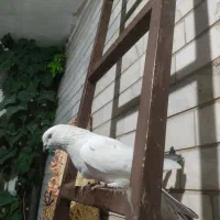 کبوتر|پرنده|اصفهان, باتون|دیوار