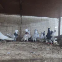 کبوتر همه باهم|پرنده|شوشتر, |دیوار