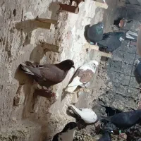 بیله. نر سوراخ پریده